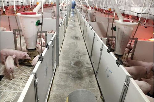 兰西牧原14厂平山镇项目进展顺利，预计本月末投产